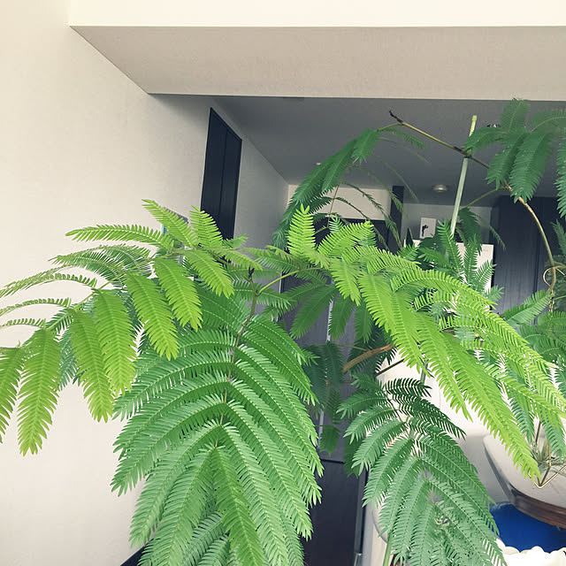 HKSさんの実例写真