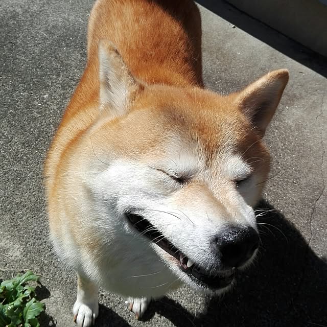 YUKKIさんの実例写真
