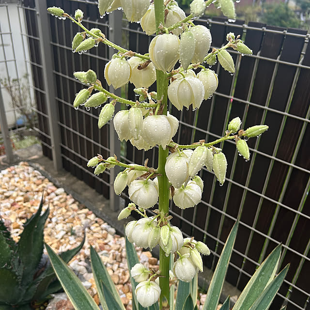kuroさんの実例写真