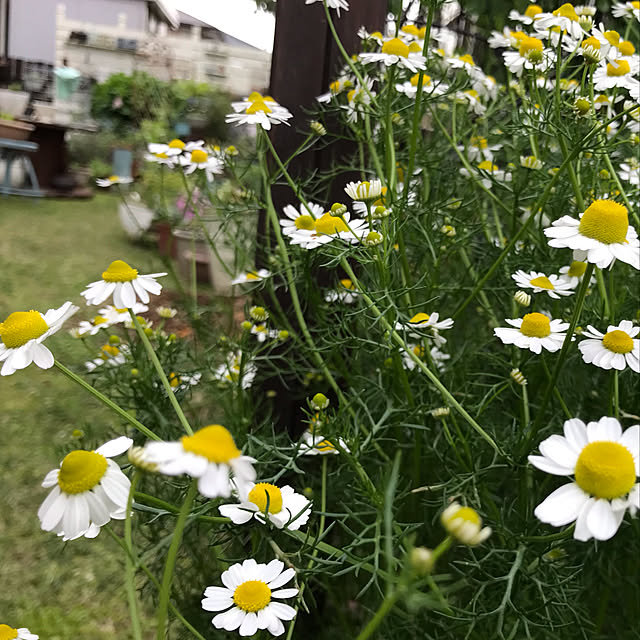 kokko3さんの実例写真