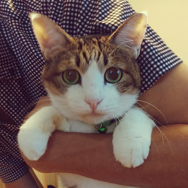 実例写真