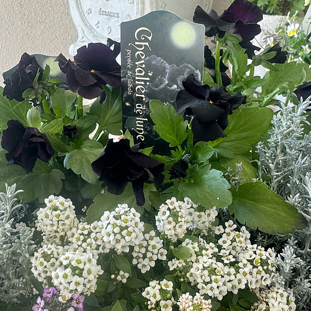 cocoさんの実例写真