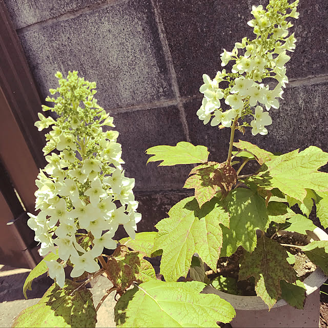 achiranさんの実例写真