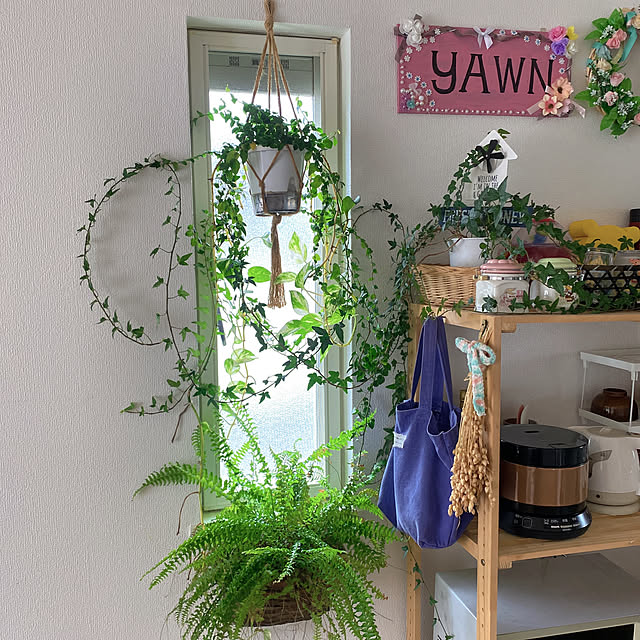 部屋全体/観葉植物/ダイソー/ナチュラル/100均...などのインテリア実例 - 2024-11-10 12:21:41