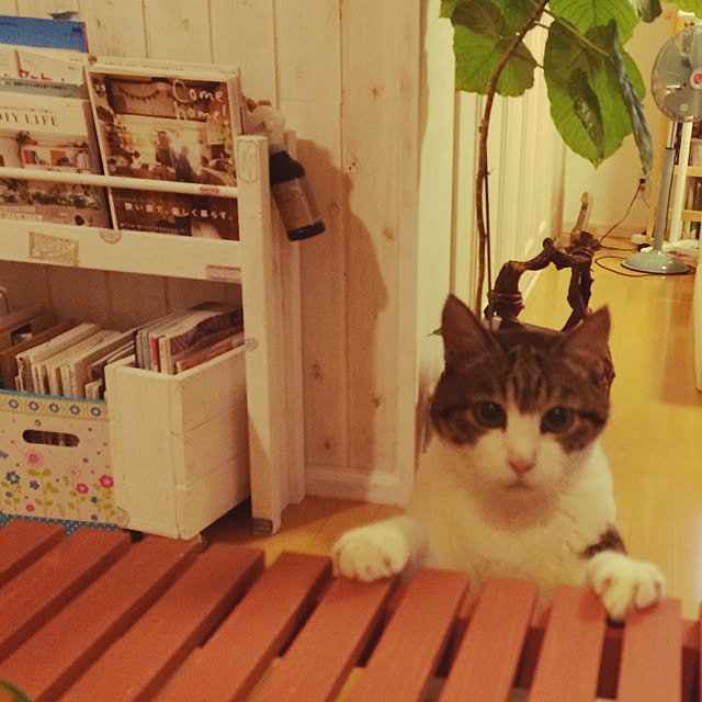 shuntamarukooさんの実例写真
