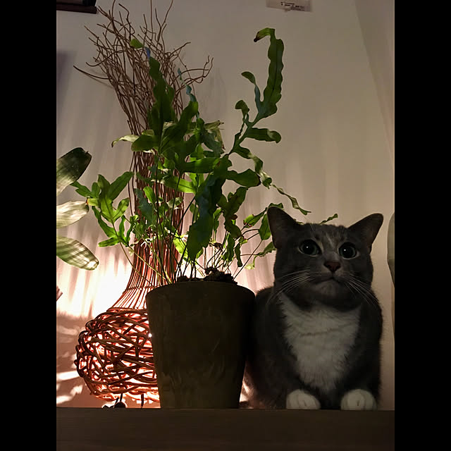 takiroraさんの実例写真