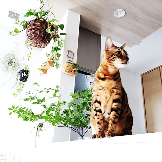 megu.catさんの実例写真