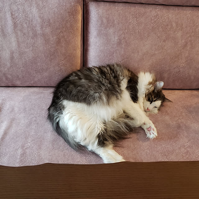 mofさんの実例写真