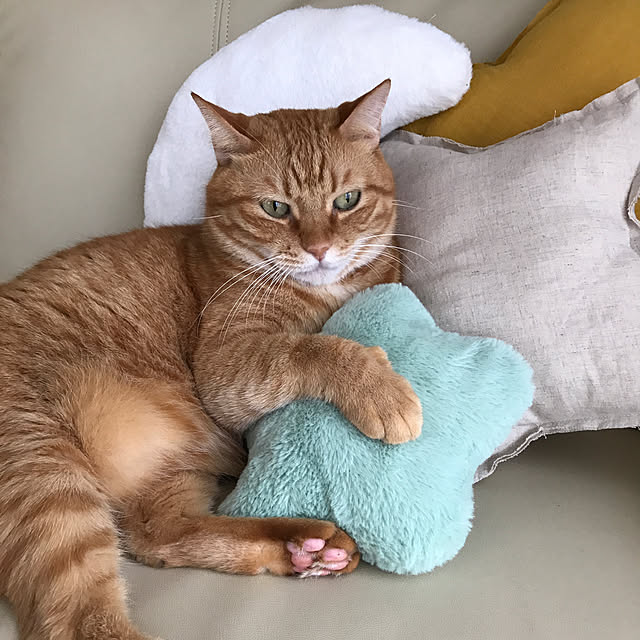 catさんの実例写真