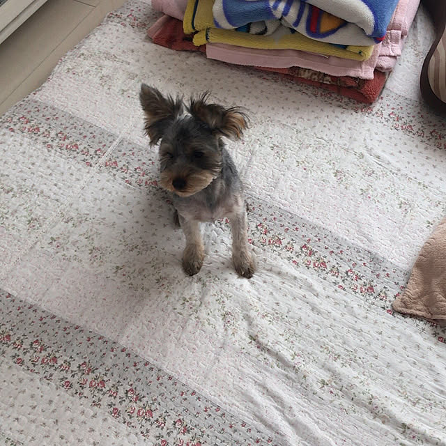 marikoさんの実例写真