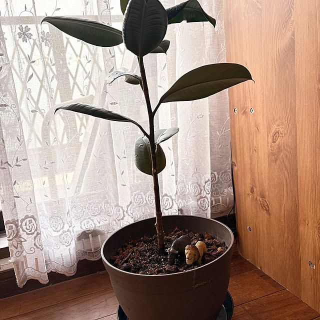 Shochanさんの部屋