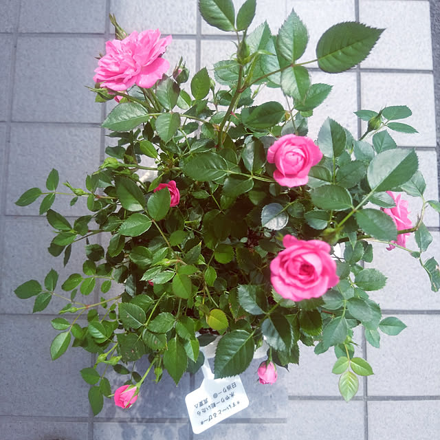 Green-appleさんの実例写真