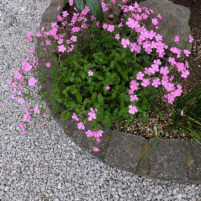 minnieさんの部屋