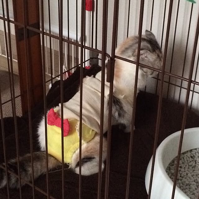 yokkochanさんの実例写真