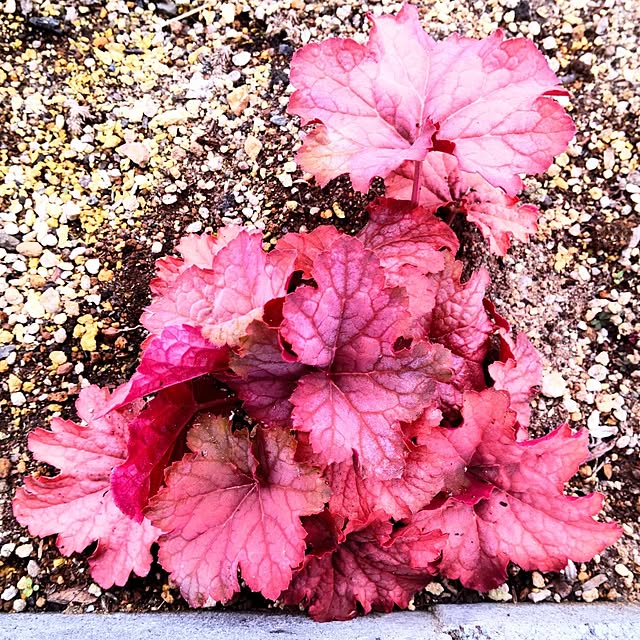 NSDさんの実例写真