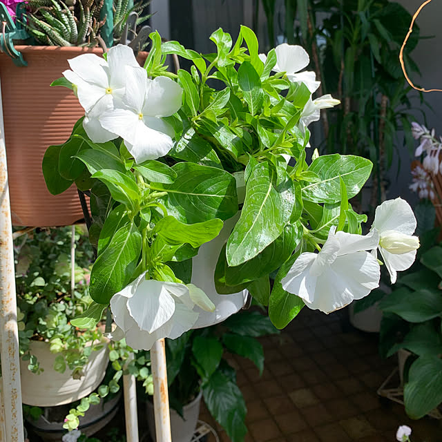 Aqettyさんの部屋