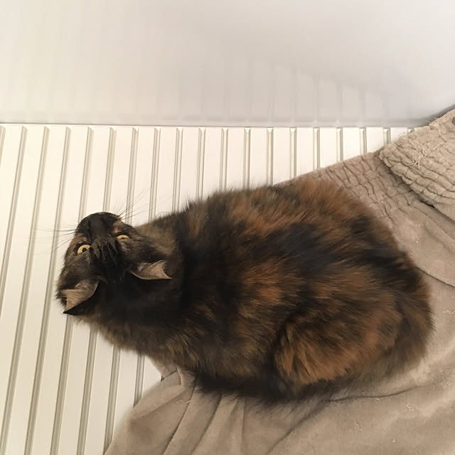 mikomaruさんの実例写真