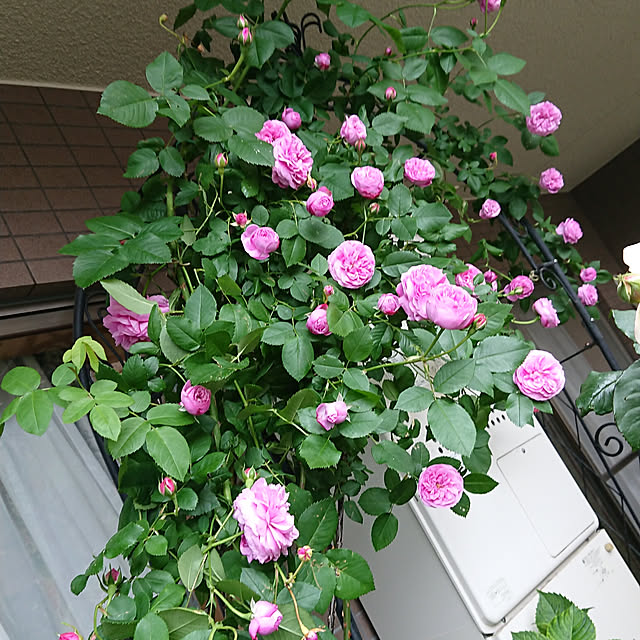 yokochanさんの実例写真