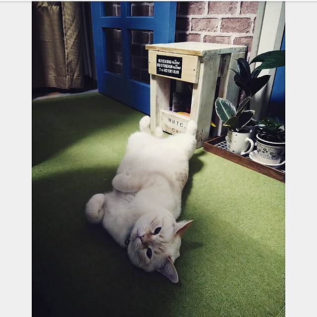 mntcさんの実例写真