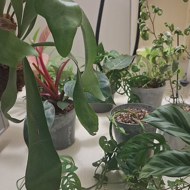 noaさんの部屋