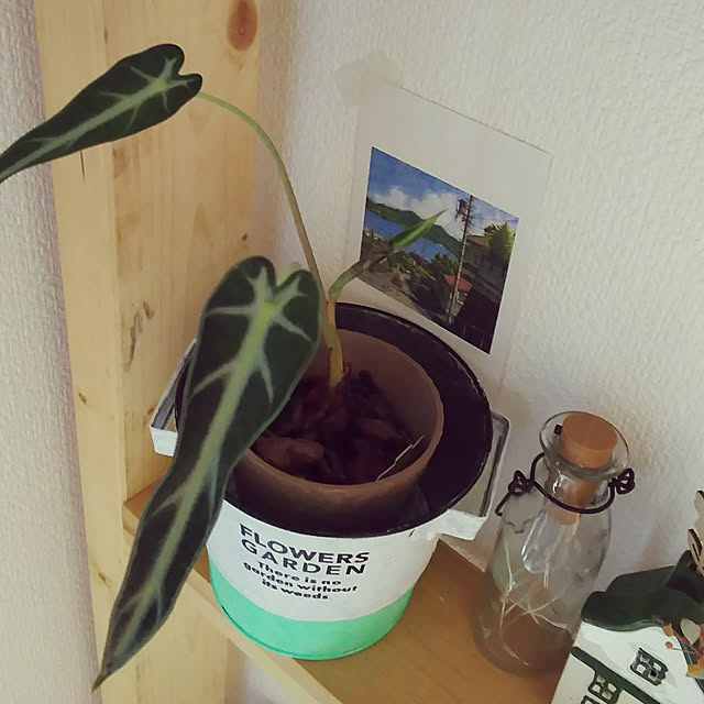 KOHAKUさんの実例写真