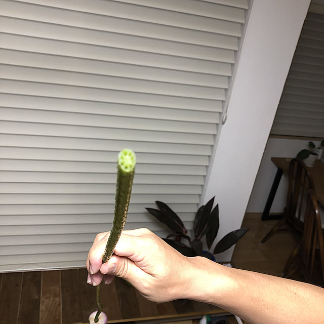 hatsugaさんの実例写真