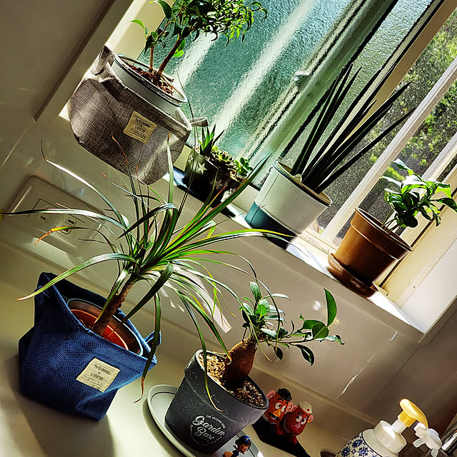 キッチン/多肉植物/観葉植物のインテリア実例 - 2020-06-09 14:22:51