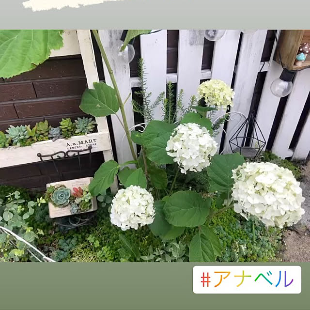 sumireさんの実例写真
