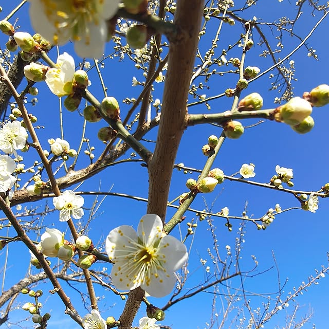 Rubiconさんの部屋