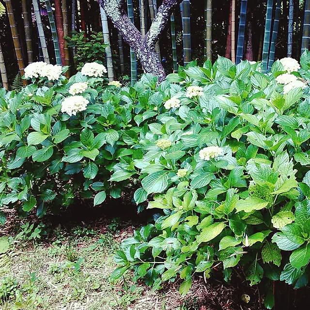 mairin318さんの実例写真