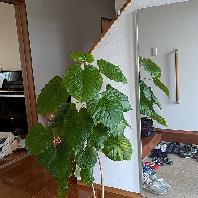 machiさんの部屋