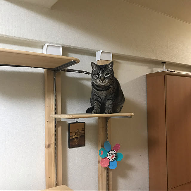 ako_a_kikoさんの実例写真