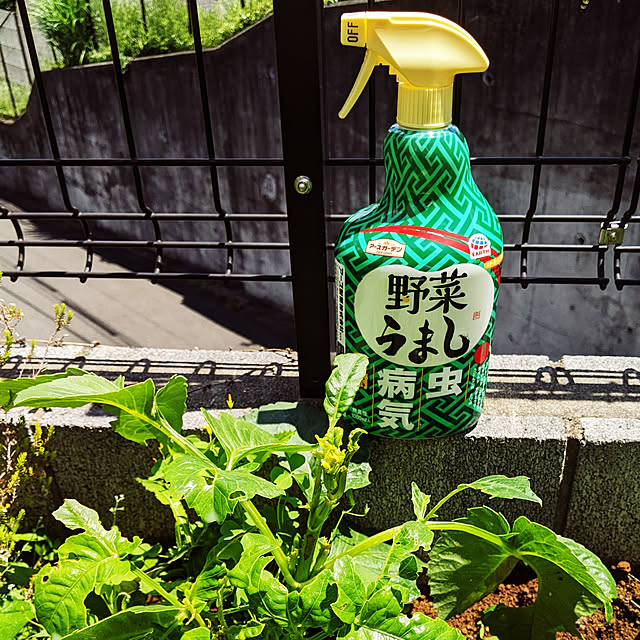 shizuponさんの実例写真