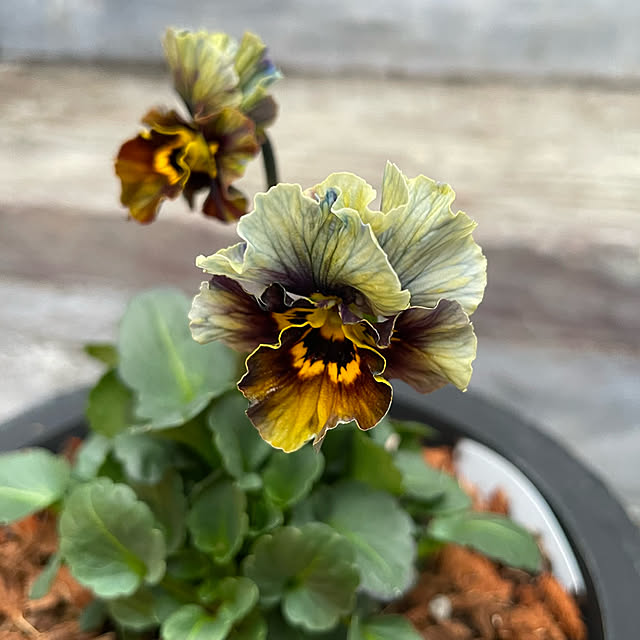 shiropenguinさんの部屋