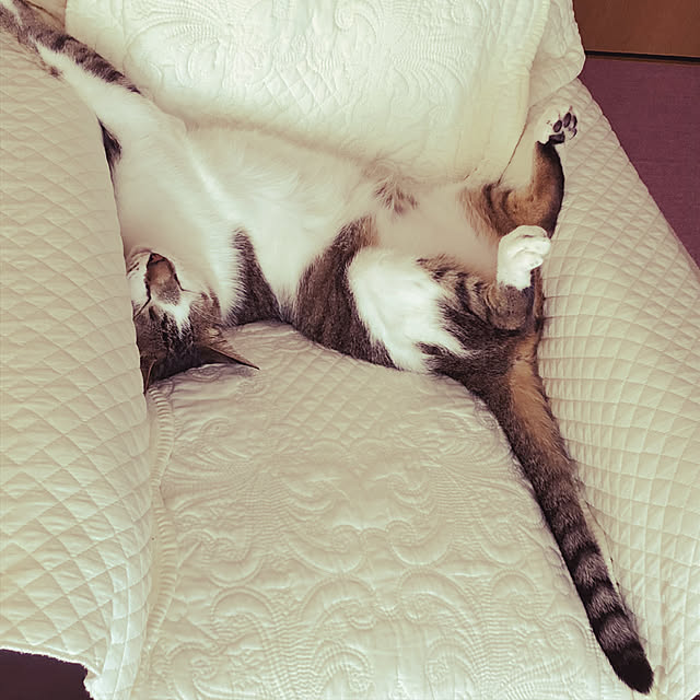 haruminさんの実例写真