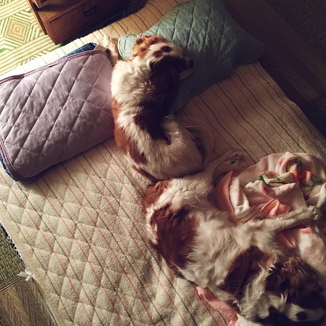 kari-kari-umeさんの実例写真