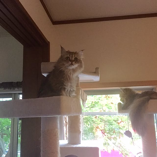 butachanさんの実例写真