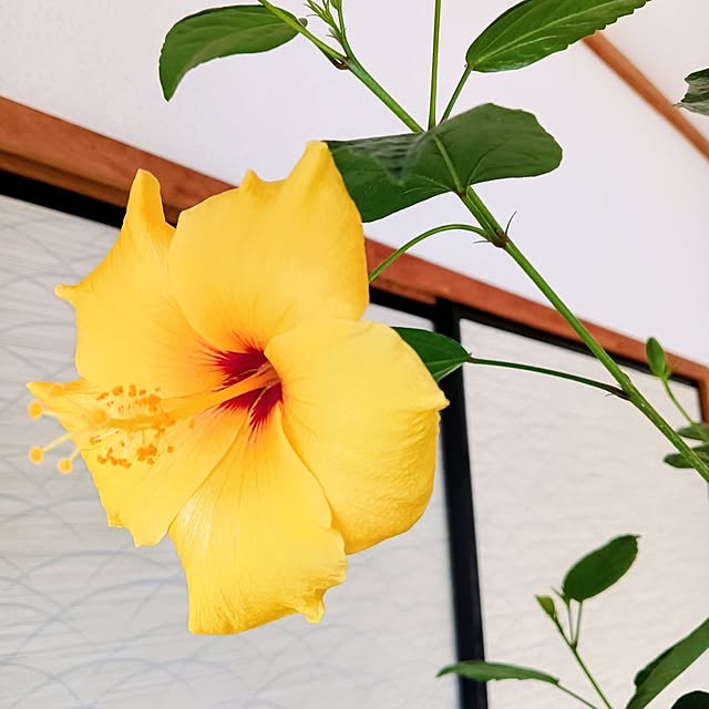 hanachanさんの実例写真