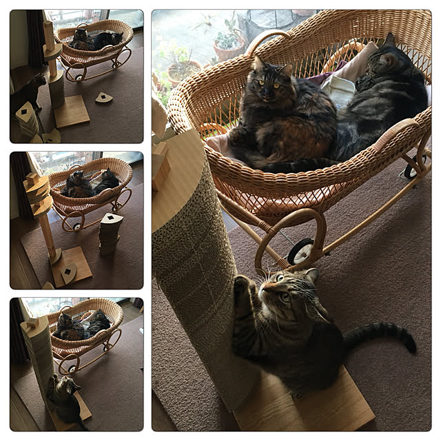 mikomaruさんの実例写真