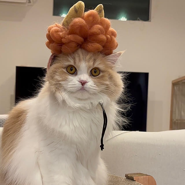 tomoさんの実例写真