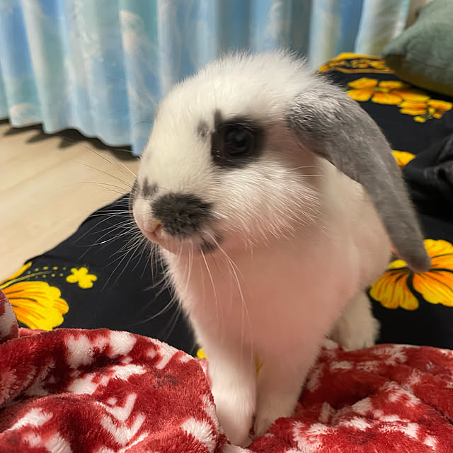 Kokochanさんの実例写真