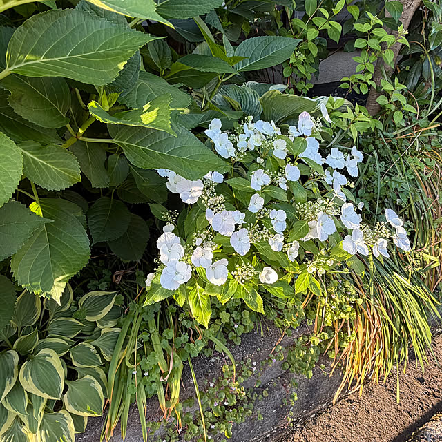 buchiさんの部屋