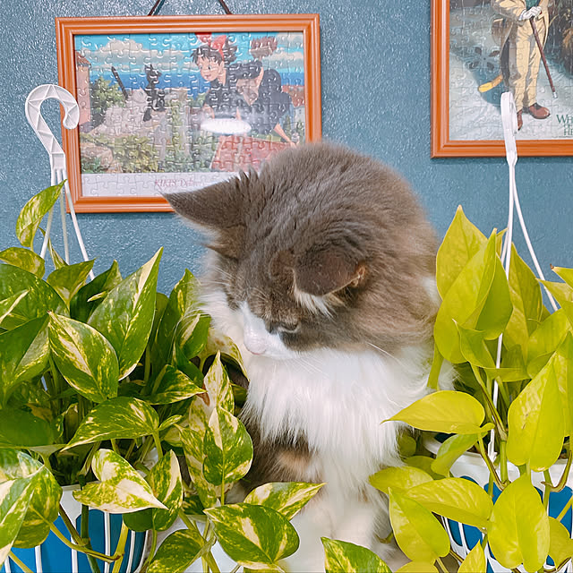 hakutomoroさんの実例写真
