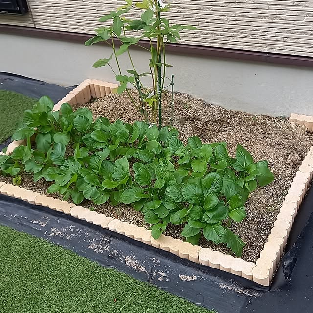 osakanaさんの実例写真