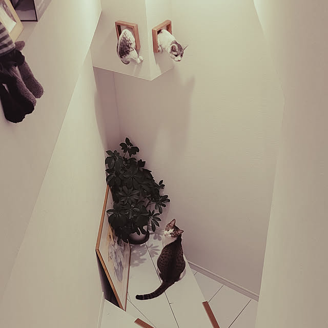 mikamaiさんの実例写真