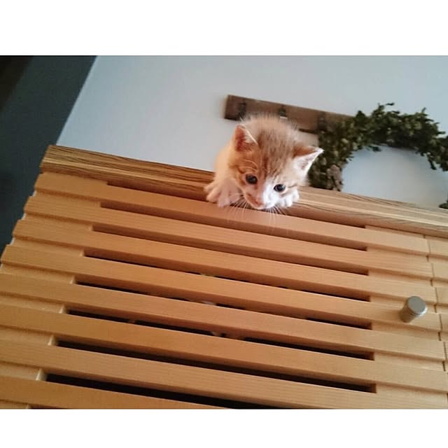 yuyushoさんの実例写真