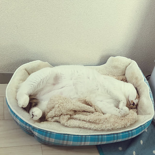 shirokuma1461さんの実例写真