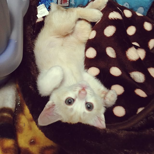chamaさんの実例写真