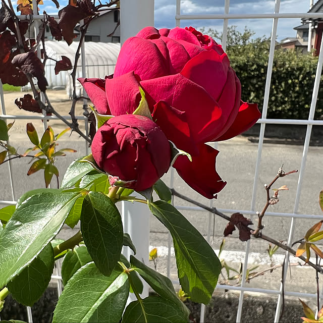 AYUKOさんの実例写真