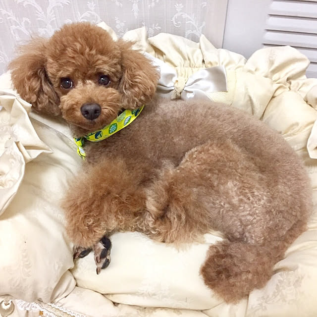 Naomiさんの実例写真